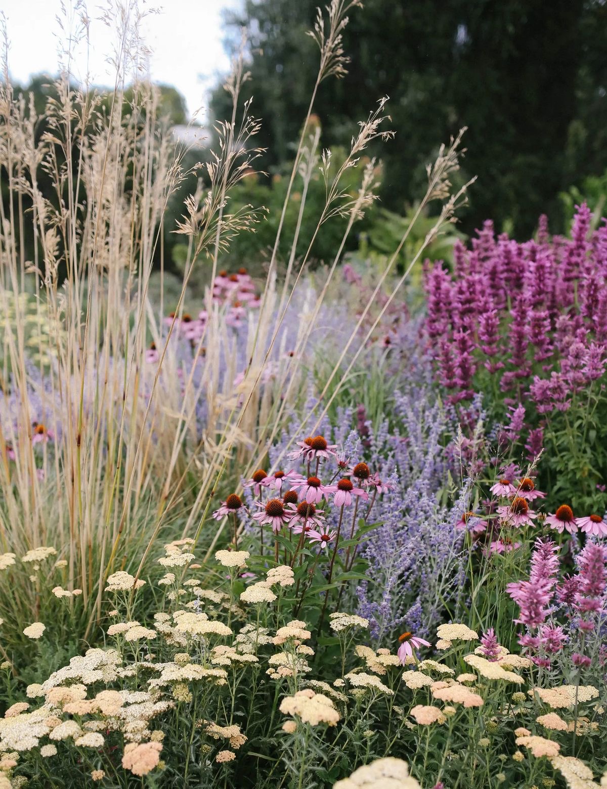 Prairie style garden with echinacea and achillea