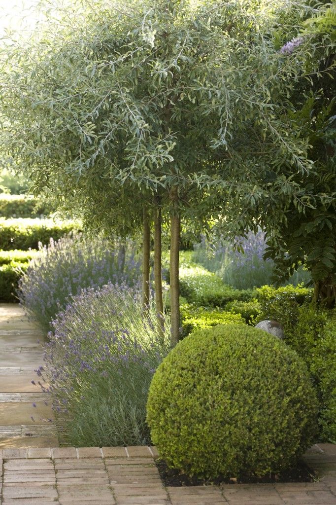 Contemporary garden with clipped box hedging