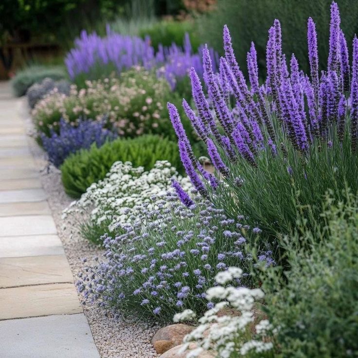Mediterranean drought-tolerant planting with lavender and salvia